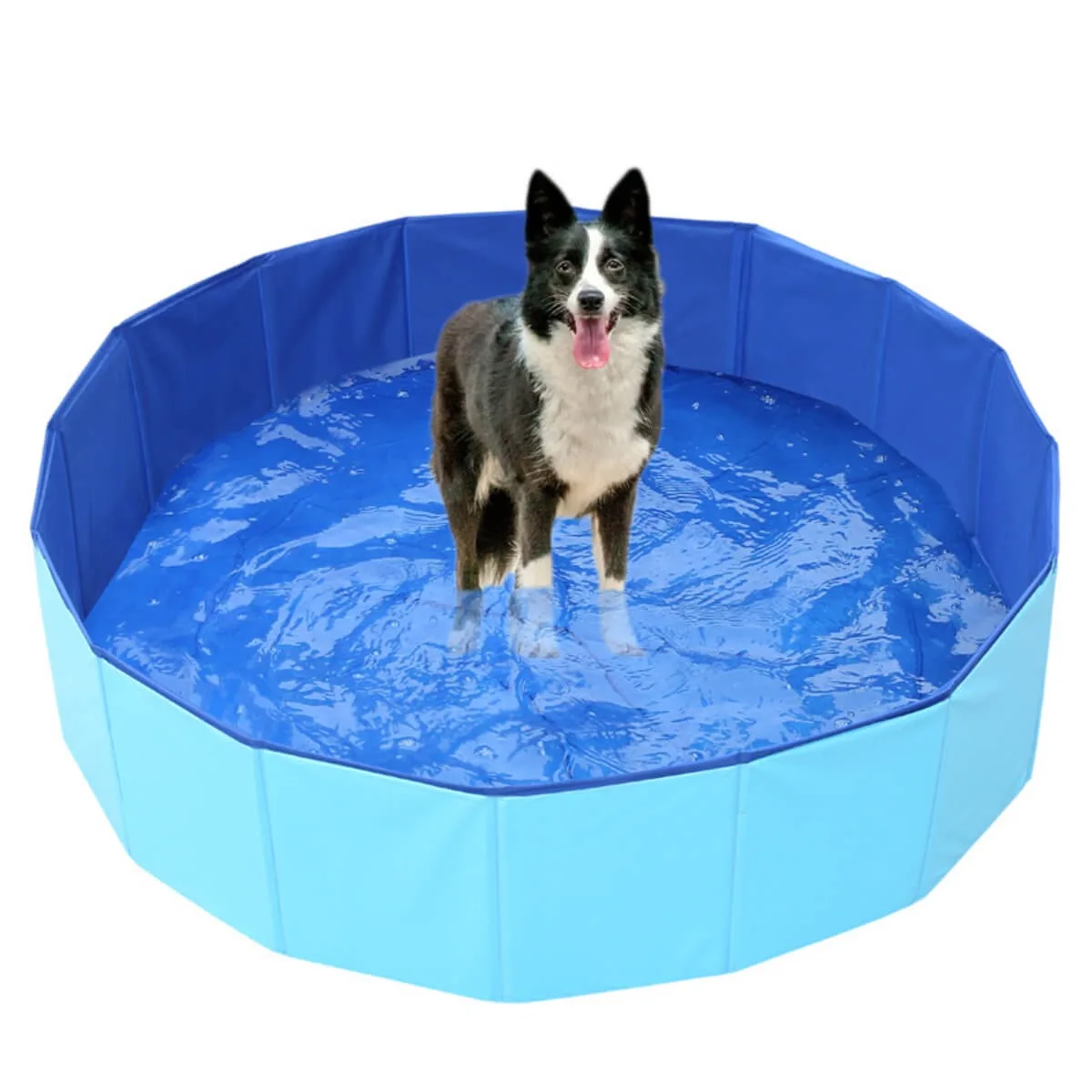 Dog Pool